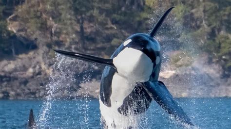 threats to killer whales from disease